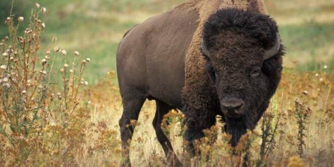 Presidente da Federação Mexicana de Caça atira em búfalo e acaba morto pelo animal