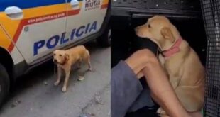 Fidelidade canina: cadela protege preso e impede policial de se aproximar de viatura