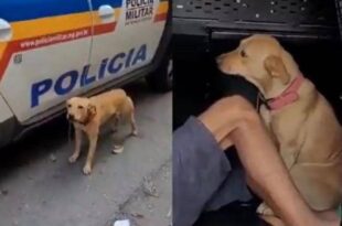 Fidelidade canina: cadela protege preso e impede policial de se aproximar de viatura