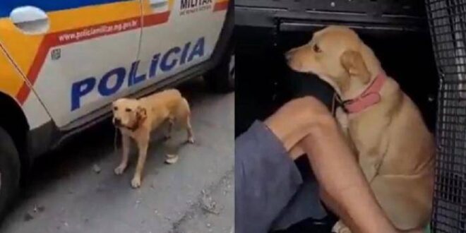 Fidelidade canina: cadela protege preso e impede policial de se aproximar de viatura