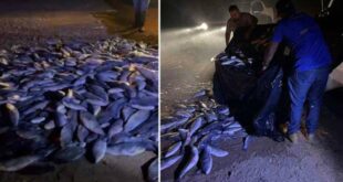 Idaf apreende carga de pescado transportada de forma irregular em Tarauacá