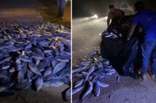 Idaf apreende carga de pescado transportada de forma irregular em Tarauacá