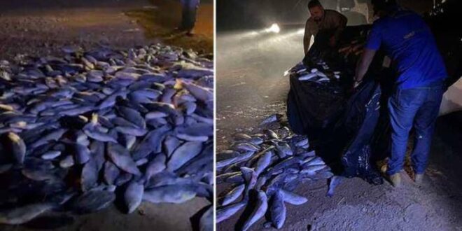 Idaf apreende carga de pescado transportada de forma irregular em Tarauacá