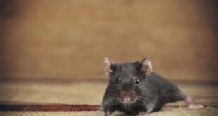 Idosa vegana que alimentava ratos que infestaram sua casa é multada