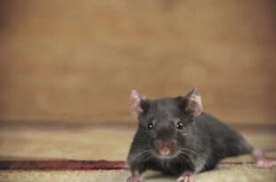 Idosa vegana que alimentava ratos que infestaram sua casa é multada