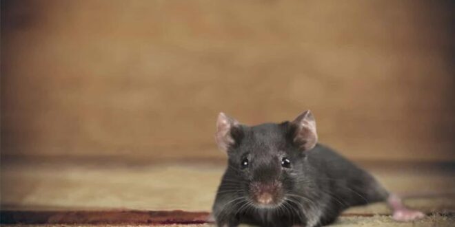 Idosa vegana que alimentava ratos que infestaram sua casa é multada