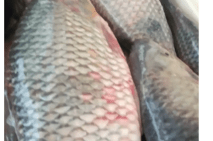 Sena Madureira importa 800 quilos de peixe de Mâncio Lima
