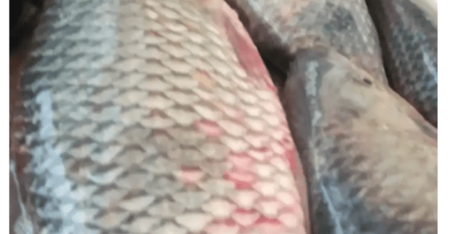 Sena Madureira importa 800 quilos de peixe de Mâncio Lima