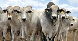 Em Tarauacá rebanhos de pequenos e médios criadores receberão inseminação artificial