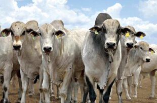 Em Tarauacá rebanhos de pequenos e médios criadores receberão inseminação artificial