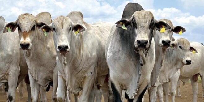 Em Tarauacá rebanhos de pequenos e médios criadores receberão inseminação artificial