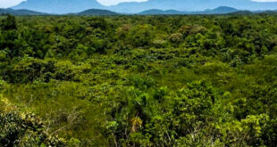Comissão aprova corte de florestas regeneradas mediante aviso ao órgão ambiental