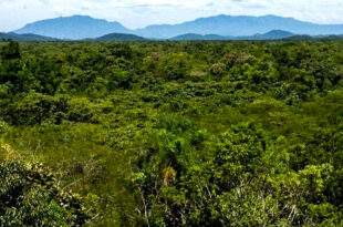 Comissão aprova corte de florestas regeneradas mediante aviso ao órgão ambiental