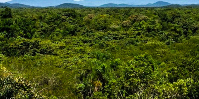 Comissão aprova corte de florestas regeneradas mediante aviso ao órgão ambiental