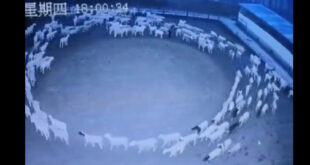 Ovelhas na Mongólia andam em círculos há 12 dias. Ninguém sabe o porquê