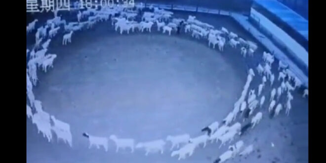 Ovelhas na Mongólia andam em círculos há 12 dias. Ninguém sabe o porquê