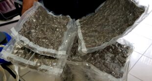 Polícia Civil apreende mais de 20kg de Maconha do tipo Skank, em Rio Branco