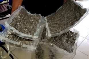 Polícia Civil apreende mais de 20kg de Maconha do tipo Skank, em Rio Branco