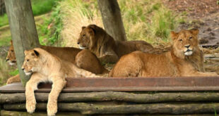 5 leões escapam de jaulas e causam pânico em zoológico de Sydney
