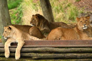 5 leões escapam de jaulas e causam pânico em zoológico de Sydney