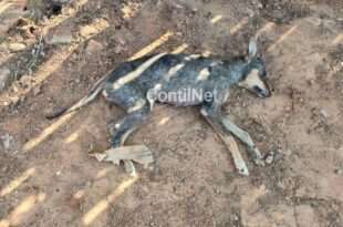 Homem é preso após matar cachorro no interior do Acre: “Ele rasgou o saco de lixo“