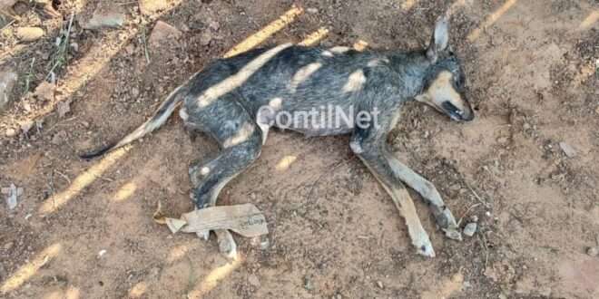 Homem é preso após matar cachorro no interior do Acre: “Ele rasgou o saco de lixo“