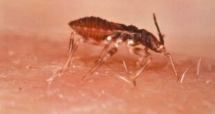 Cerca de 1,2 milhão de brasileiros têm Chagas, mas a maioria desconhece