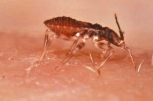 Cerca de 1,2 milhão de brasileiros têm Chagas, mas a maioria desconhece