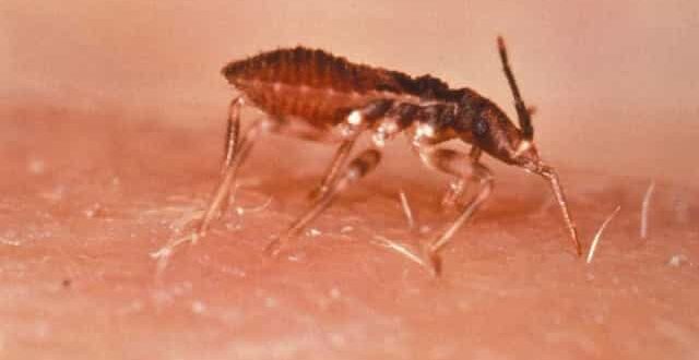 Cerca de 1,2 milhão de brasileiros têm Chagas, mas a maioria desconhece