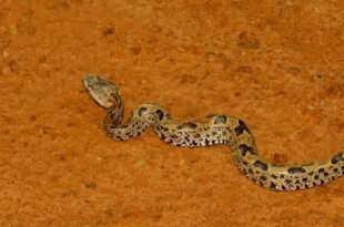 Criança se salva de ataque após morder e matar cobra venenosa