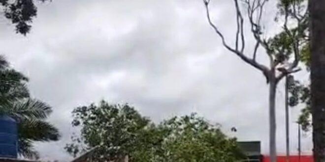 Vendaval derruba árvore em Sena Madureira. Vídeo