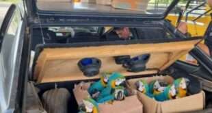 PRF flagra jacaré e pássaros transportados ilegalmente em porta-malas