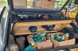 PRF flagra jacaré e pássaros transportados ilegalmente em porta-malas