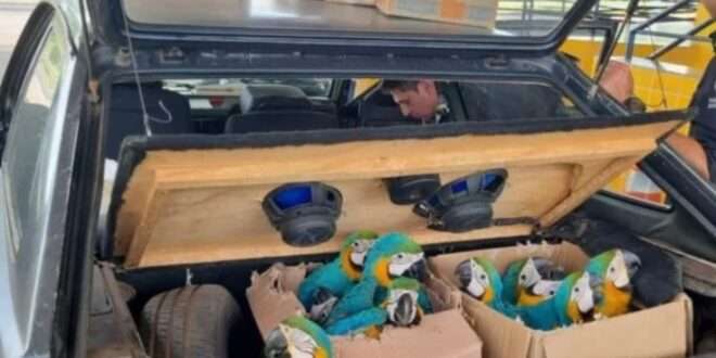 PRF flagra jacaré e pássaros transportados ilegalmente em porta-malas