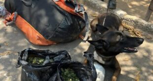GP de São Paulo treina funcionários para combater assédio nas arquibancadas