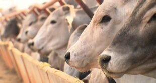 Acre é habilitado no Sistema Brasileiro de Inspeção de Produtos de Origem Animal