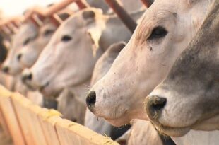 Acre é habilitado no Sistema Brasileiro de Inspeção de Produtos de Origem Animal
