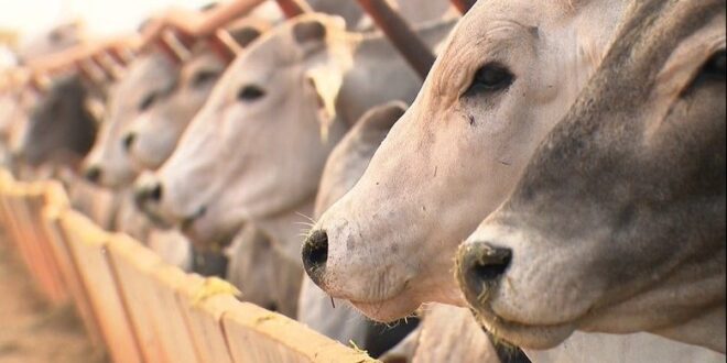 Acre é habilitado no Sistema Brasileiro de Inspeção de Produtos de Origem Animal