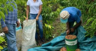 Sepa e Sebrae realizam curso de cafeicultura aos produtores de Epitaciolândia e Brasileia