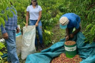 Sepa e Sebrae realizam curso de cafeicultura aos produtores de Epitaciolândia e Brasileia