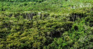 Medida provisória estimula mercado de créditos de carbono na gestão de florestas