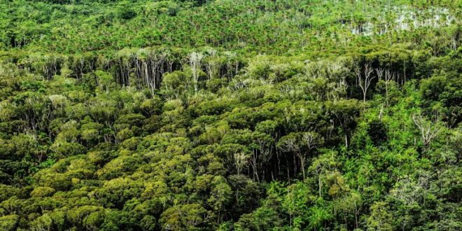 Medida provisória estimula mercado de créditos de carbono na gestão de florestas