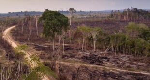 Acre contabiliza quase 33 milhões de árvores derrubadas em 2022