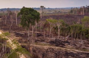 Acre contabiliza quase 33 milhões de árvores derrubadas em 2022