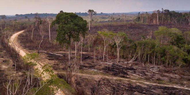Acre contabiliza quase 33 milhões de árvores derrubadas em 2022