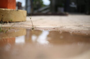 Governo alerta sobre aumento de casos de dengue no estado