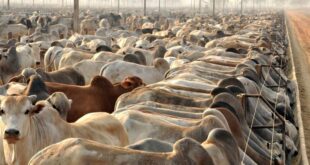 Não existem casos do mal da vaca louca no Acre, afirma Idaf