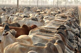 Não existem casos do mal da vaca louca no Acre, afirma Idaf