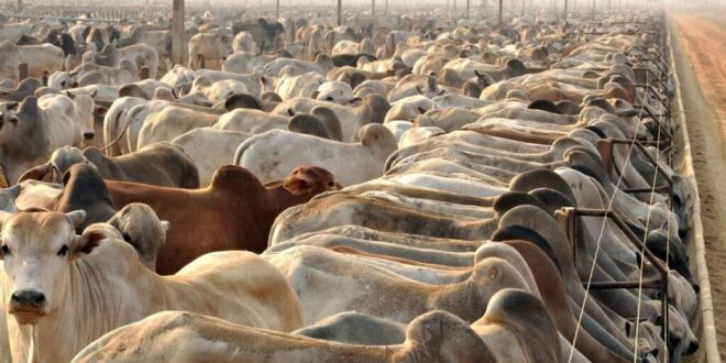 Não existem casos do mal da vaca louca no Acre, afirma Idaf