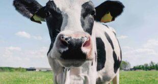 Ministério da Agricultura investiga suspeita de vaca louca